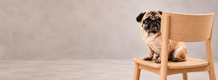 A pug sitting on a wooden chair against a warm neutral backdrop