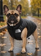 Dog wearing a black vest with 'The Dog Pacer' logo on a wet path with autumn leaves.