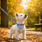  | For Dogs | Pet Supplies and Food Australia | Pet Supplies Sydney | PetNexa Australia | Shop now