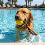 Dog in a pool with a yellow ball and red and black toy in its mouth | Pet Grooming | Pet Supplies and Food Australia | Pet Supplies Sydney | PetNexa Australia | Shop now