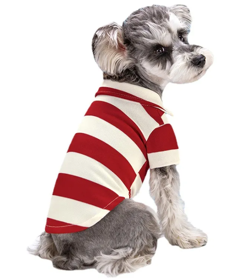 A grey schnauzer sitting side-on in a red and cream striped polo shirt